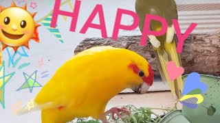 How to make your kakarikis amp budgies HAPPY 🌞☺️ [upl. by Groome]