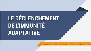 Le déclenchement de limmunité adaptative [upl. by Acinnod]