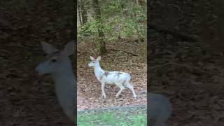 Rare “Piebald Deer” 🔥 Lake Royale NC [upl. by Marsland]