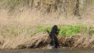 FlatCoated Retriever Jeffrey bei einer Wasserübung mit viel Strömung [upl. by Eednak]