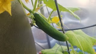 Second Cucumber to set fruit in my Parthenocarpic Variety trial the Beit Alpha [upl. by Zetniuq357]