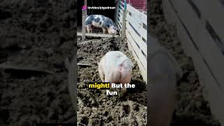 Piggy Playtime Fun and Games with Happy Hogs [upl. by Rizas]