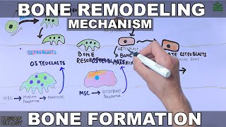 Bone Remodeling Mechanism [upl. by Keelin]