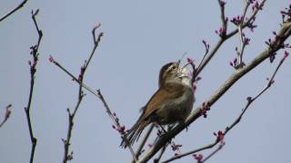 Bewicks Wren song [upl. by Karleen]