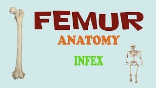 FEMUR BONY FEATURES AND ANATOMICAL POSITION [upl. by Melania]