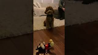 Bodhi the Cockapoo meets Mickey Mouse shorts Bodhi MickeyMouse exoticpets disney dog [upl. by Leeth]