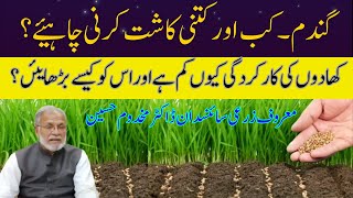 How Much Wheat We Should Cultivate Expert Opinion  Cyber Agri Extension  ڈاکٹر مخدوم حسین [upl. by Ari222]