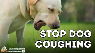 Dog Coughing How To Quickly Stop It With 7 Natural Remedies [upl. by Girovard]