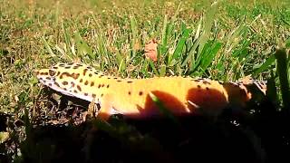 Leopard Gecko Outdoor Adventures [upl. by Adniralc]