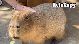 のんびり カピバラ劇場 Relax Capybara [upl. by Trout303]