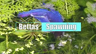 Male BETTA First Time BREEDING  CloseUp  Betta Fish Spawning Ritual [upl. by Kenton]