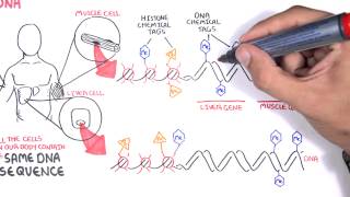 Epigenetics basics  Garvan Institute [upl. by Lattie]