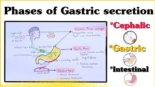 Phases of Gastric secretion  Cephalic Gastric Intestinal  II Mechanism of Secretion [upl. by Amiel]