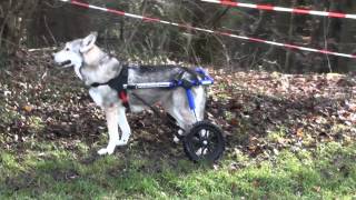 Saarloos Wolfhond mit Hunderollwagen  dog wheel chair  Degenerative Myelopathie [upl. by Nwahsar]