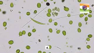 Euglena [upl. by Jurkoic]