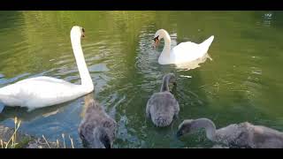 Bedford Park Cygnets  6 July 2024 [upl. by Ahsoj948]