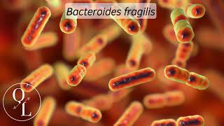 20 Bacteroides fragilis [upl. by Lynelle]