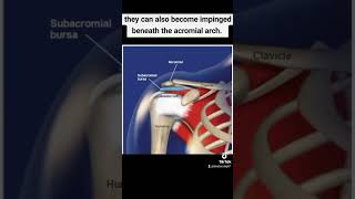 Subacromial bursitismedical medicines medicalstudent medicaleducation definition physiotherapy [upl. by Yukio858]