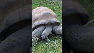 Do you know the difference between turtles and tortoises naturepbs animals turtle tortoise [upl. by Aronel]