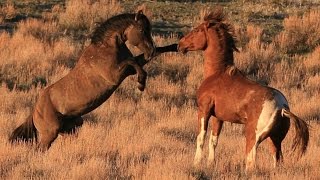 South Steens stallion quotValorquot in battle for mares [upl. by Younglove]