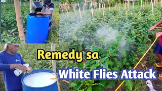 ANO ANG MABISANG INSECTICIDES SA WHITEFLIES SA TALONG [upl. by Eiramllij]