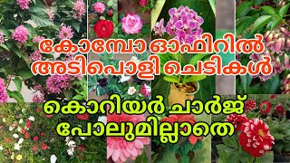 🥰💐കൊറിയർ ചാർജ് പോലുമില്ലാതെ ഇഷ്ടം പോലെ ചെടികൾ വാങ്ങാം gardening reels [upl. by Elleinnod]