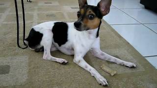 Zippy Toy Fox Terrier GREEDY DOG  Steals the bone from a Doberman part 1avi [upl. by Noe]