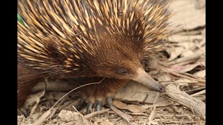 Echidna love train at Mulligans Flat Woodland Sanctuary Canberra [upl. by Ahsenak]