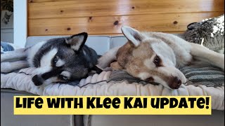 A Little Update From Life With Klee Kai [upl. by Ayekehs572]