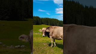 Ebenalp catle swissview swissalps cowvideos swisscows animalshorts appenzellerland calmatensa [upl. by Anetta]