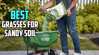 Best Grasses for Sandy Soil in 2023  Top 5 Review and Buying Guide [upl. by Aver]