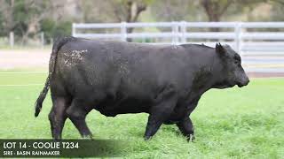 LOT 14  COOLIE T234 [upl. by Harad259]