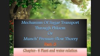 Munchs Pressure flow theoryMechanism of Sugar Transport through phloem12thBiology StateboardNEET [upl. by Christian432]