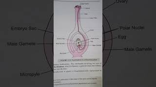 Fertilization in a flowering plant Diagram Class 10 Biology [upl. by Mayworm]