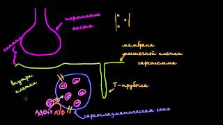 Роль саркоплазматической сети в мышечных клетках [upl. by Glanville]