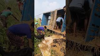 Some local people saving the life of some goats from a truck 🚛 [upl. by Alie769]