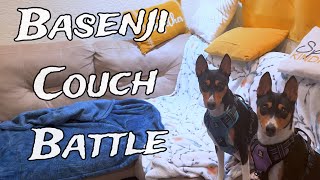 Basenjis Playing On The Couch [upl. by Killen438]