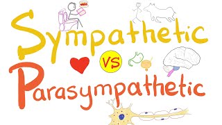 Sympathetic vs Parasympathetic  Autonomic Nervous System ANS  Physiology [upl. by Kenley]