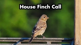 Female House Finch Call  Bird Sounds [upl. by Alfred]