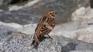 Lapland Longspur [upl. by Anthiathia]