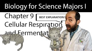 Chapter 9 – Cellular Respiration and Fermentation CLEARLY EXPLAINED [upl. by Feucht]