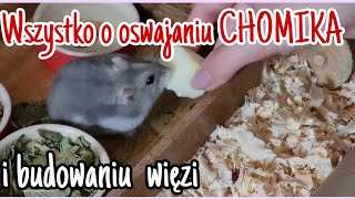 Oswajanie chomika i budowanie z nim więzi [upl. by Kironde]