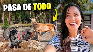 Pavos y Ciervos en La Finquita Bonita 😁 Sandra Cires Vlog [upl. by Ttik]