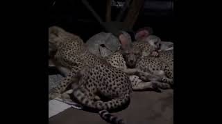 My upper grandfather sleeping with 2 cheetahs 🐆 [upl. by Demahom]