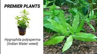 Hygrophila polysperma care  Advantages and Disadvantages  Indian Waterweed  with Subtitle [upl. by Lockhart]