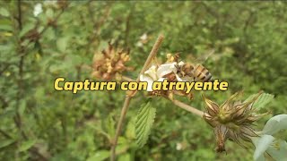 Preparación de atrayente natural para abejas silvestres [upl. by Ichabod540]