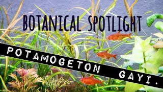 Botanical Spotlight Potamogeton Gayi An Elegant amp Affordable High or LowTech Aquarium Plant [upl. by Am]