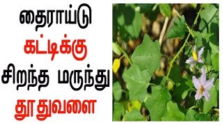 தைராய்டு கட்டிக்கு சிறந்த மருந்து தூதுவளை [upl. by Marcin]