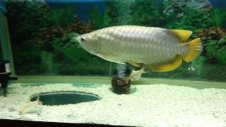 My banjar red Arowana [upl. by Gypsy]