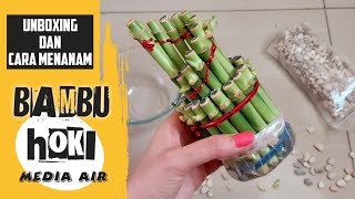 BAMBU HOKI  Unboxing dan Cara menanamnya dengan media AIR  Shopee Haul Bambu Hoki  Part 1 [upl. by Dyann]